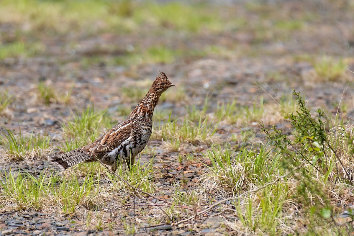 Ruffed Grouse - ML619667415