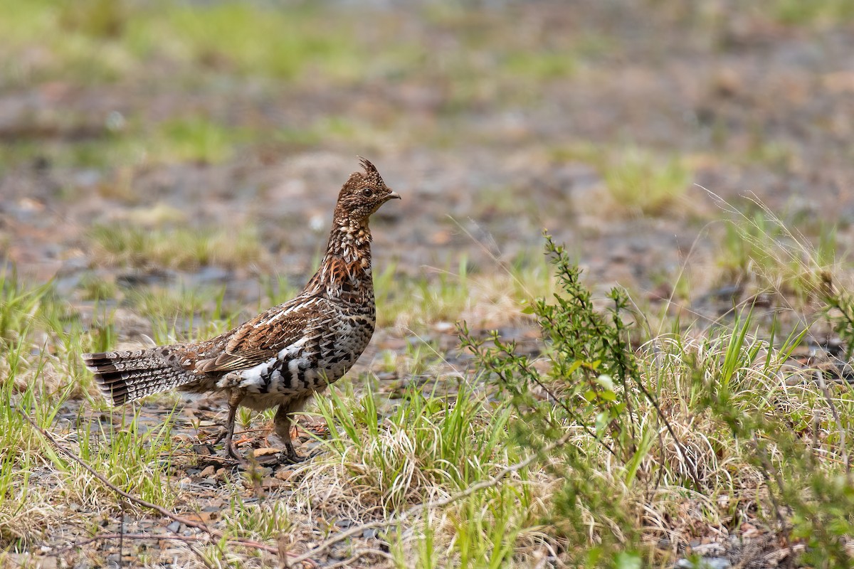 Ruffed Grouse - ML619667416