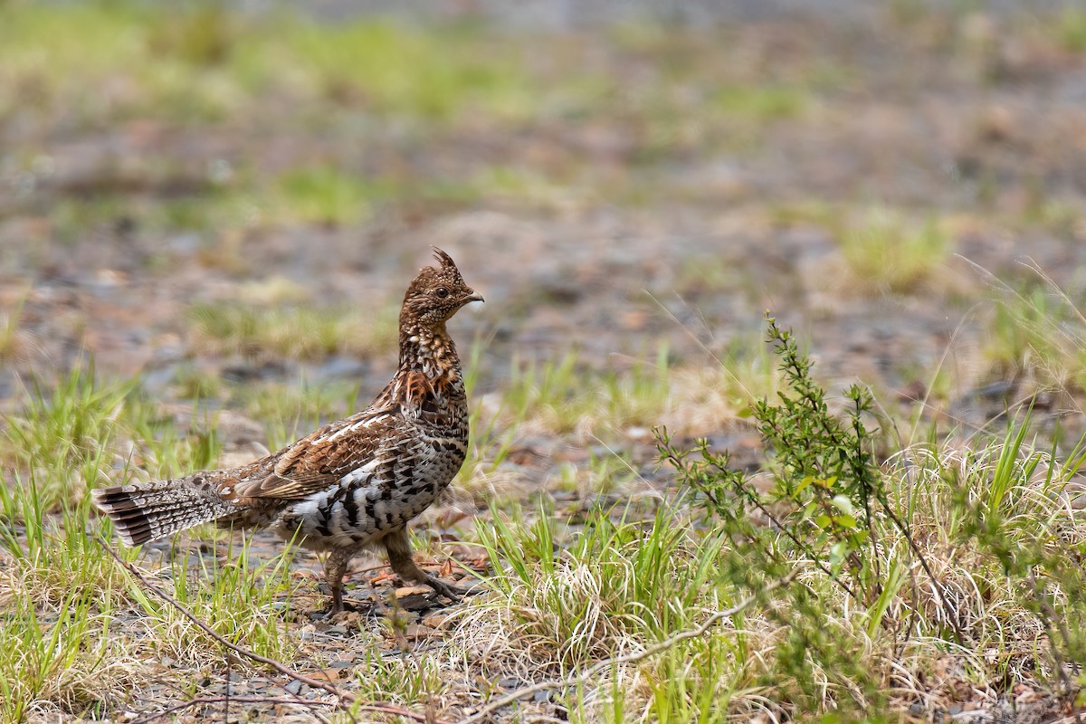 Ruffed Grouse - ML619667417