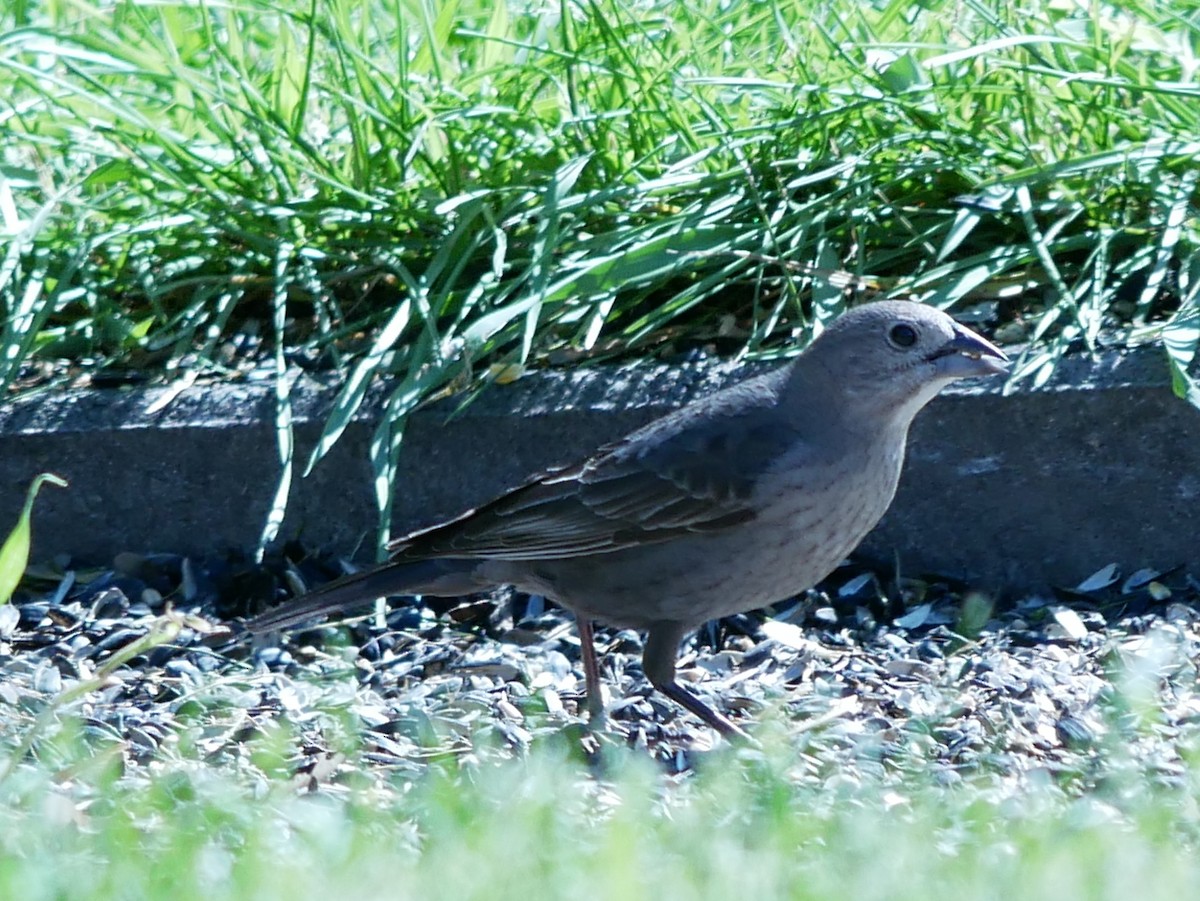 Brown-headed Cowbird - ML619667434