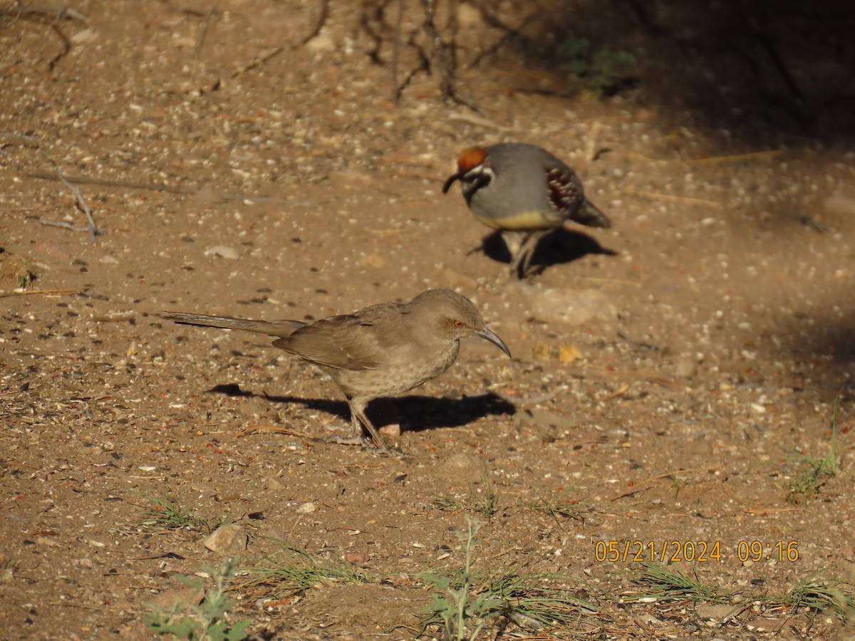 Curve-billed Thrasher - Andy Harrison