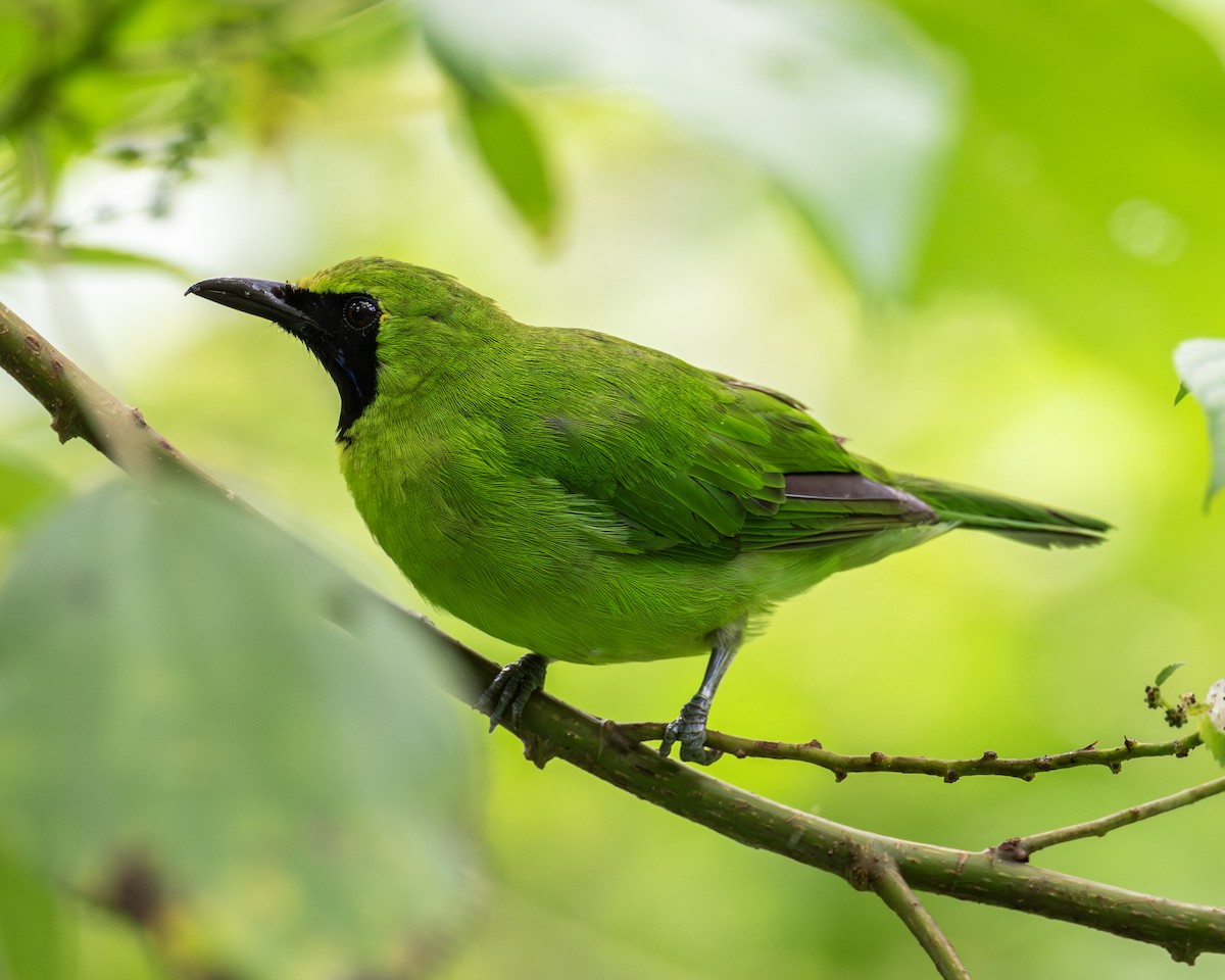 Greater Green Leafbird - ML619667450