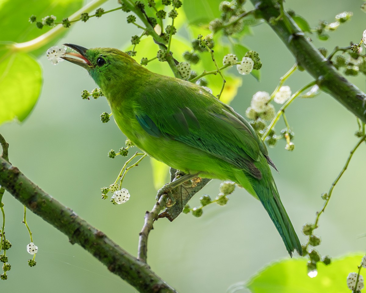 Blue-winged Leafbird - Yifei Zheng