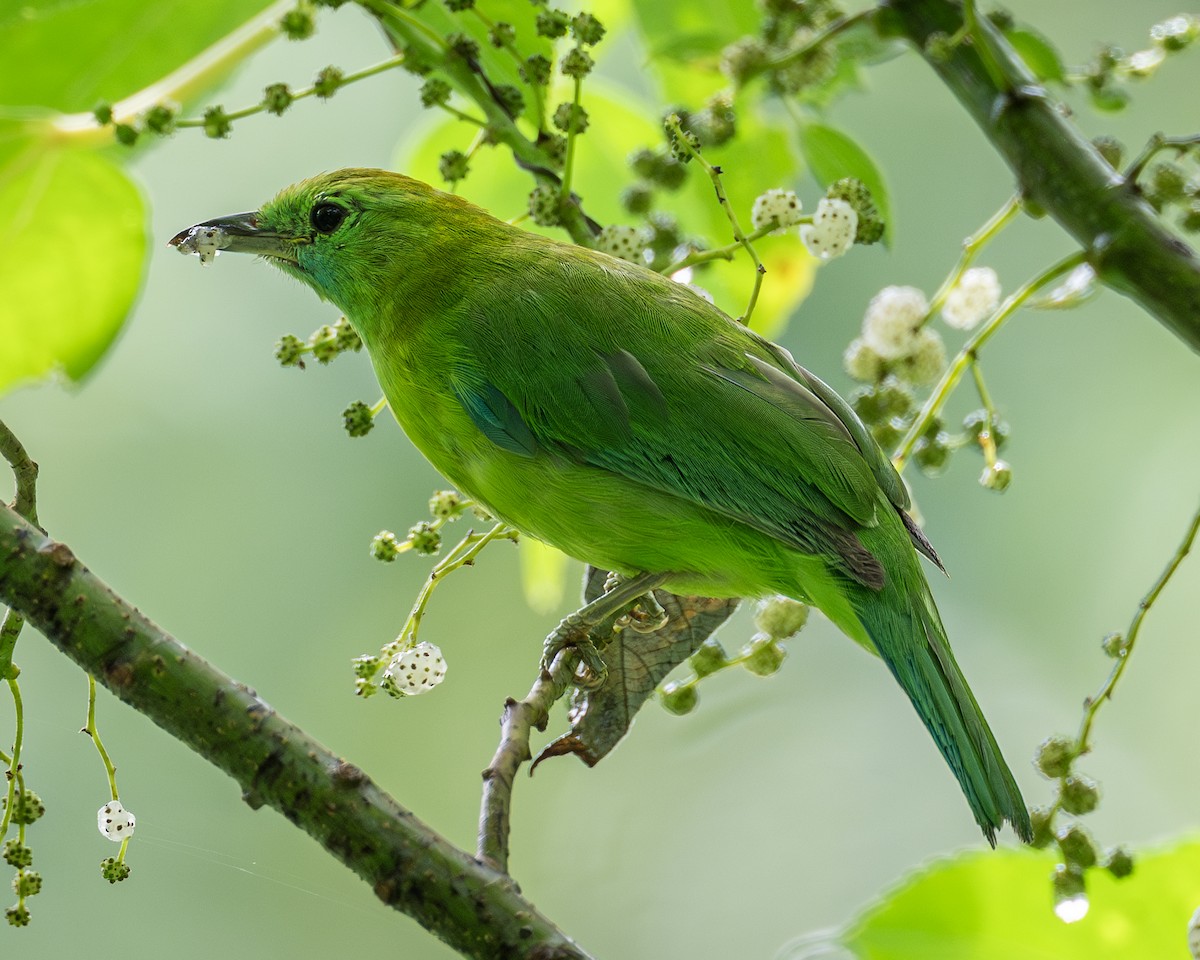 Blue-winged Leafbird - Yifei Zheng