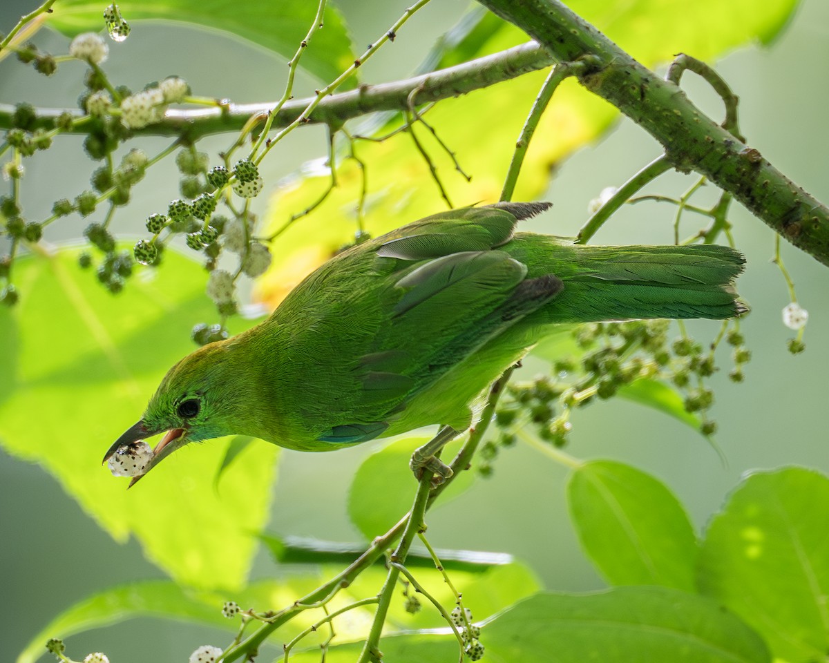 Blue-winged Leafbird - Yifei Zheng