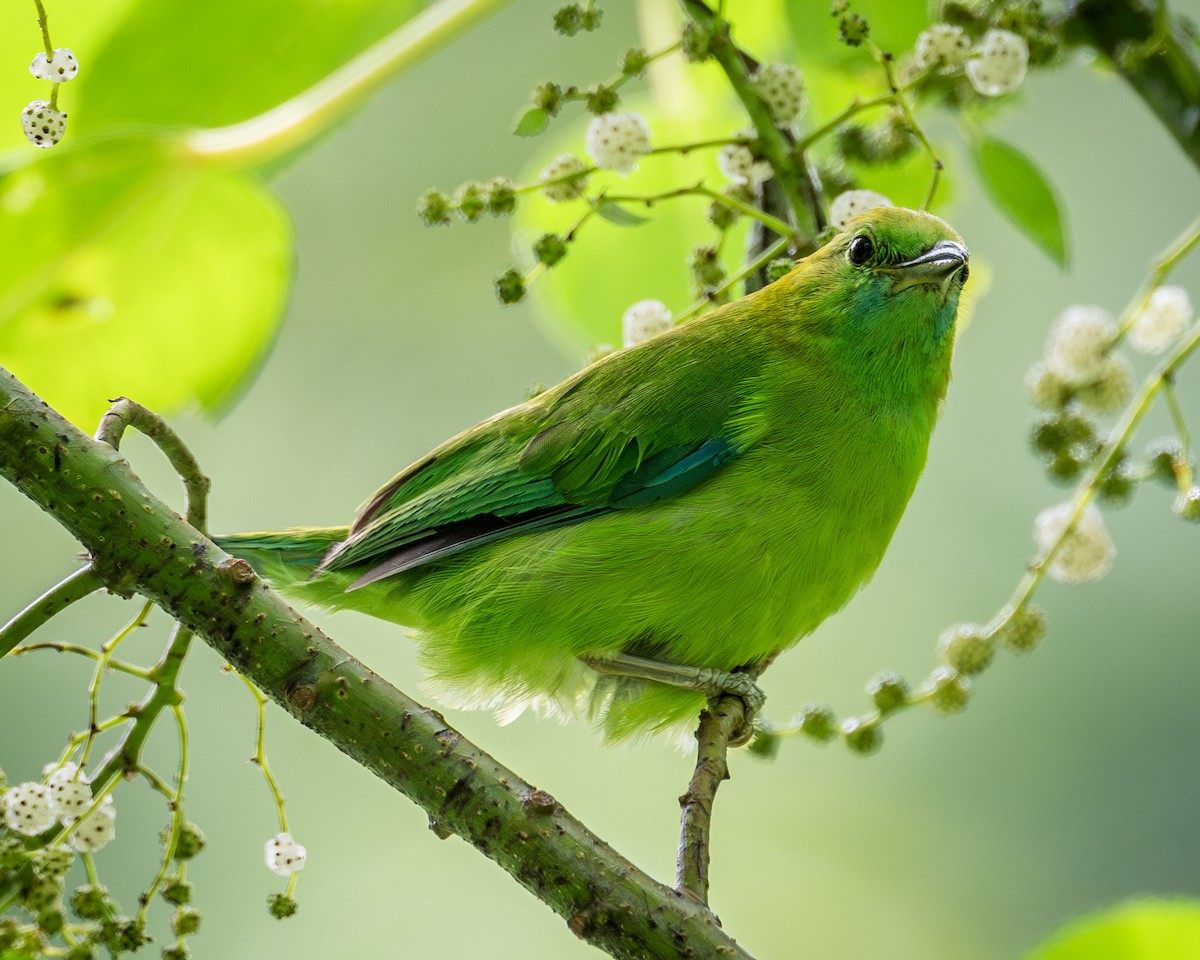 Blue-winged Leafbird - Yifei Zheng