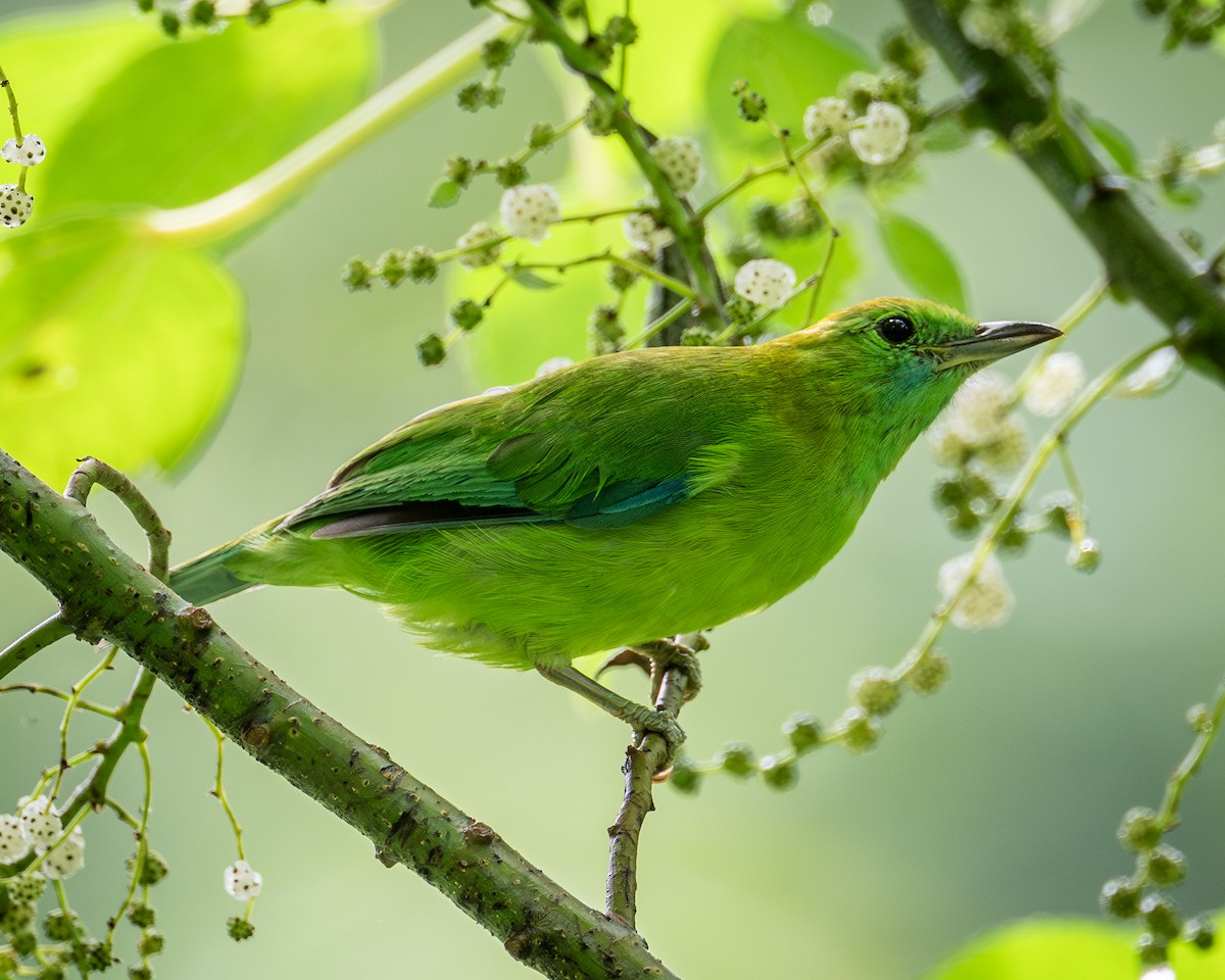 Blue-winged Leafbird - Yifei Zheng