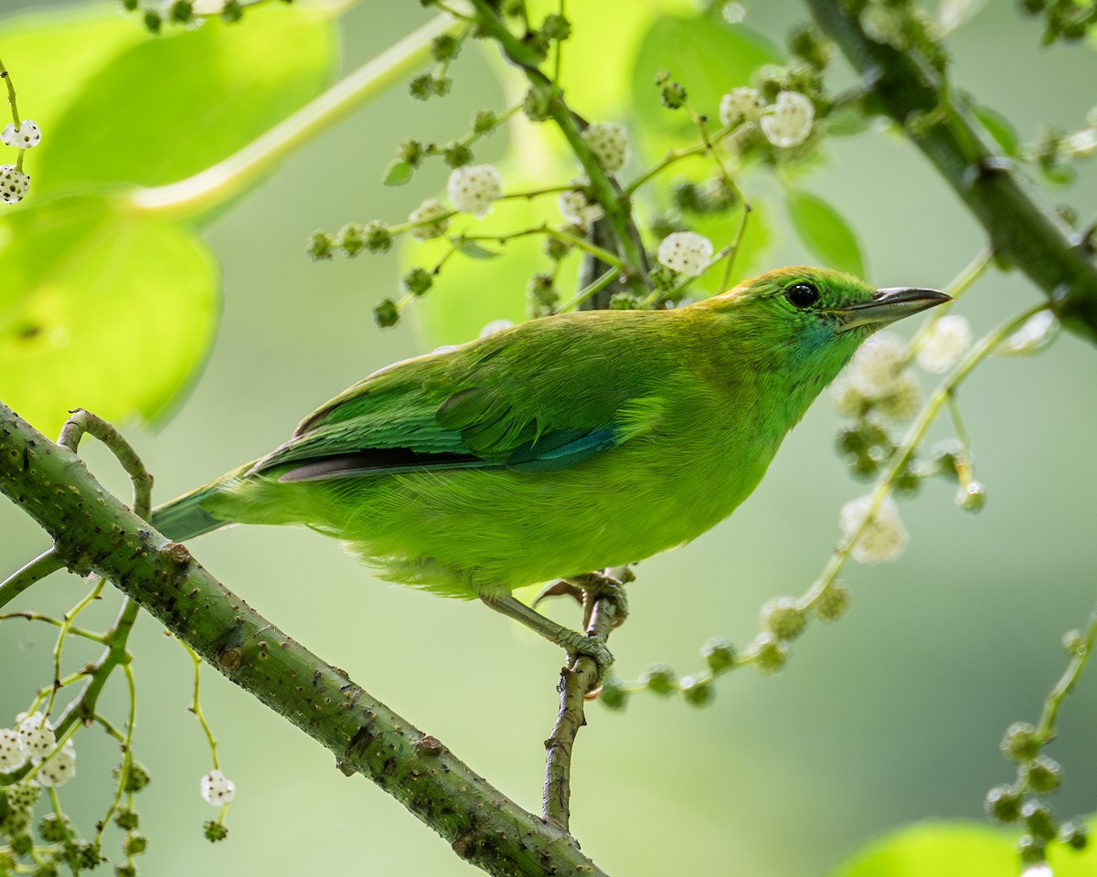 Blue-winged Leafbird - ML619667459