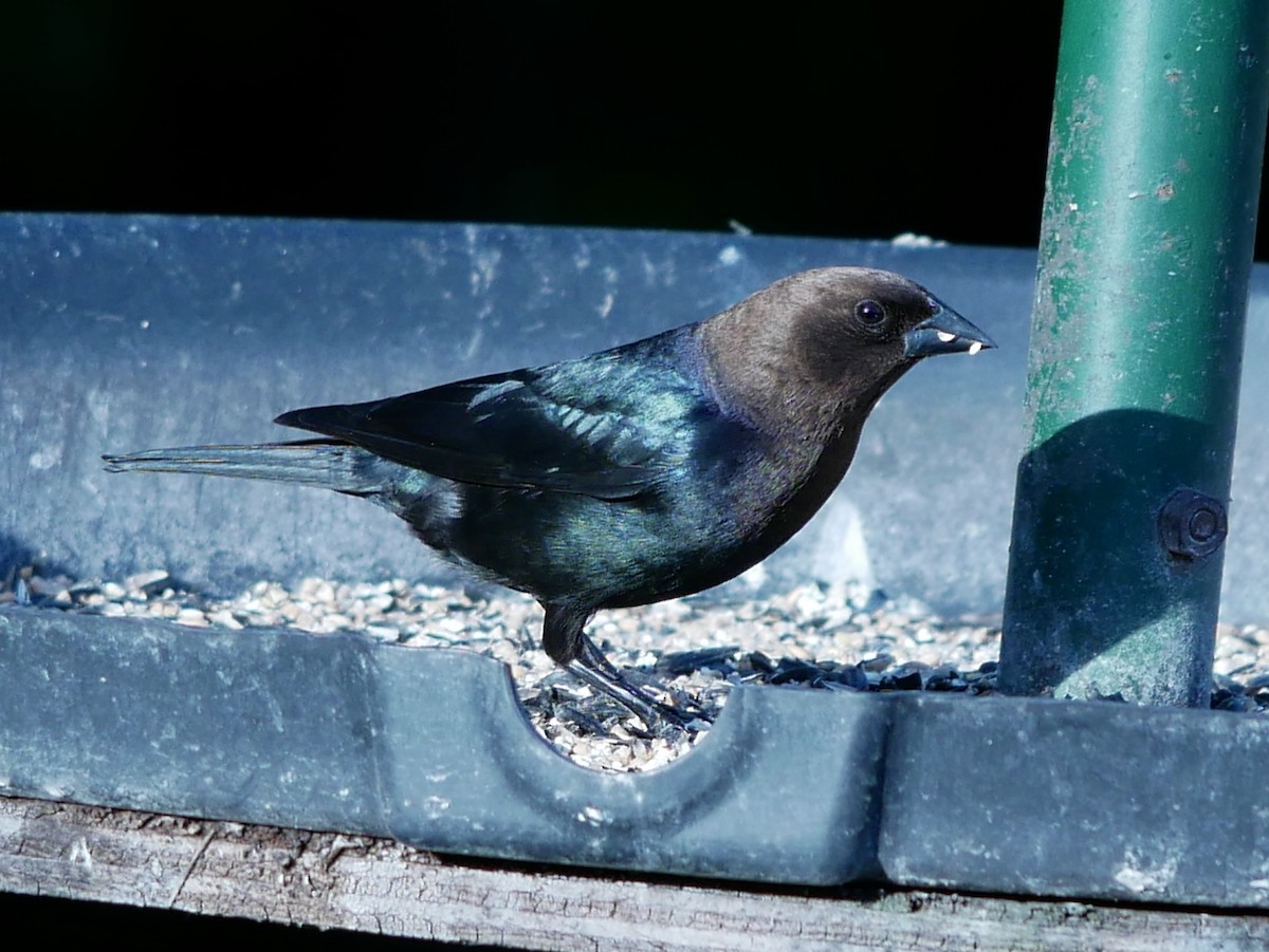 Brown-headed Cowbird - ML619667460