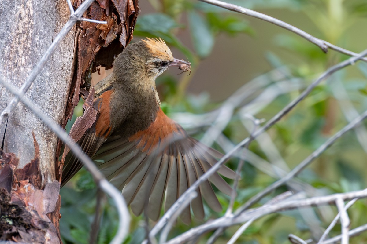 Creamy-crested Spinetail - ML619667476