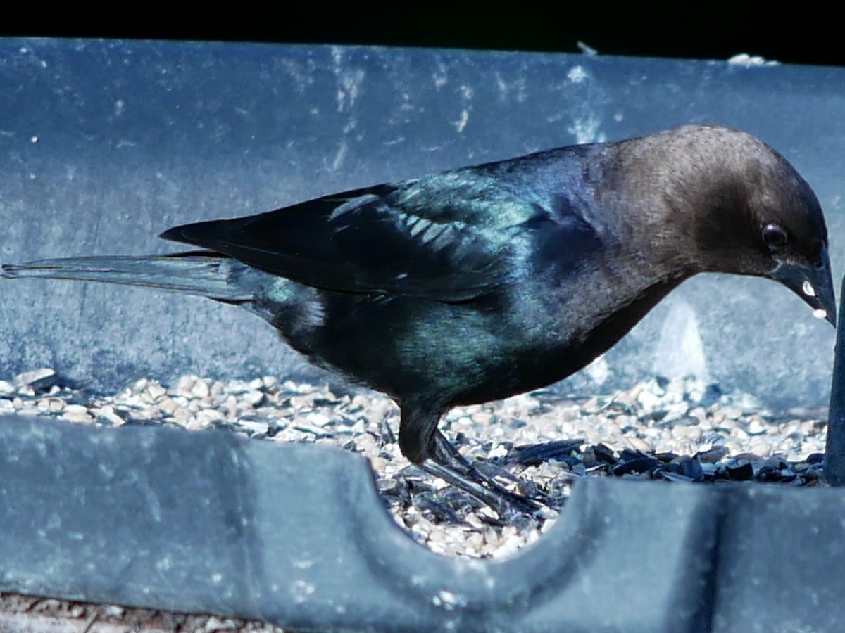 Brown-headed Cowbird - ML619667477