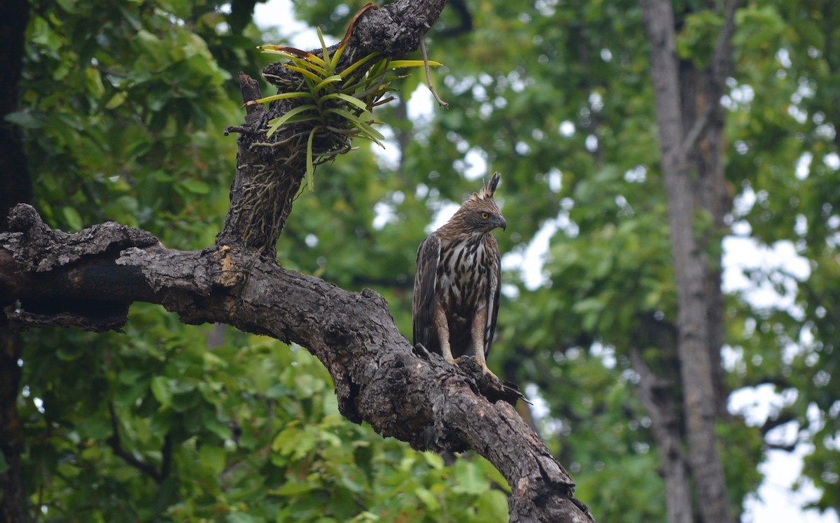 Aigle huppé - ML619667488