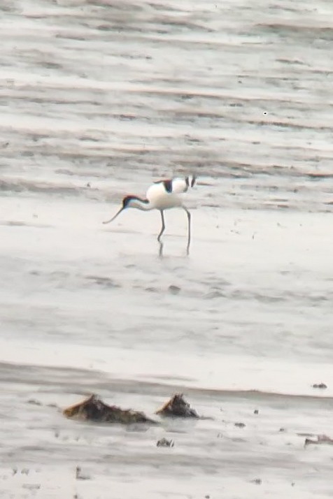 Pied Avocet - ML619667491