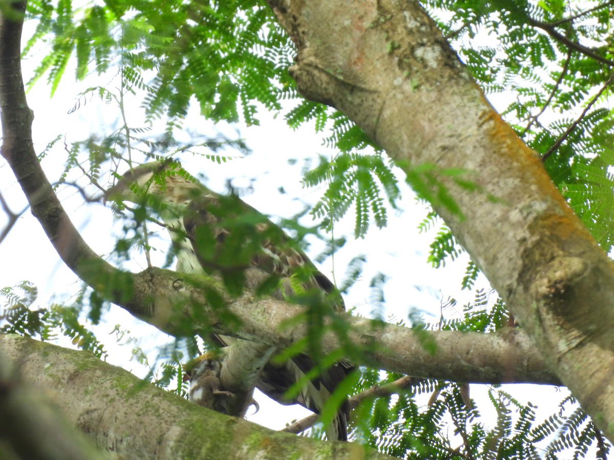 Changeable Hawk-Eagle - Joan Theng