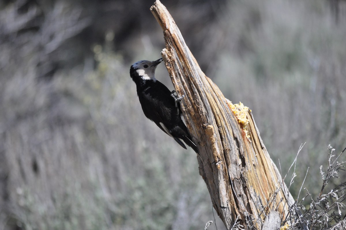 White-headed Woodpecker - ML619667501