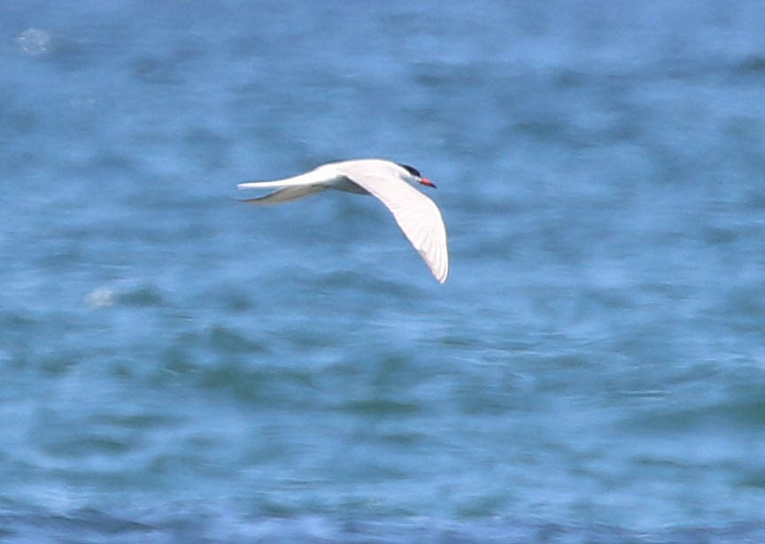 Forster's Tern - Mark Dennis