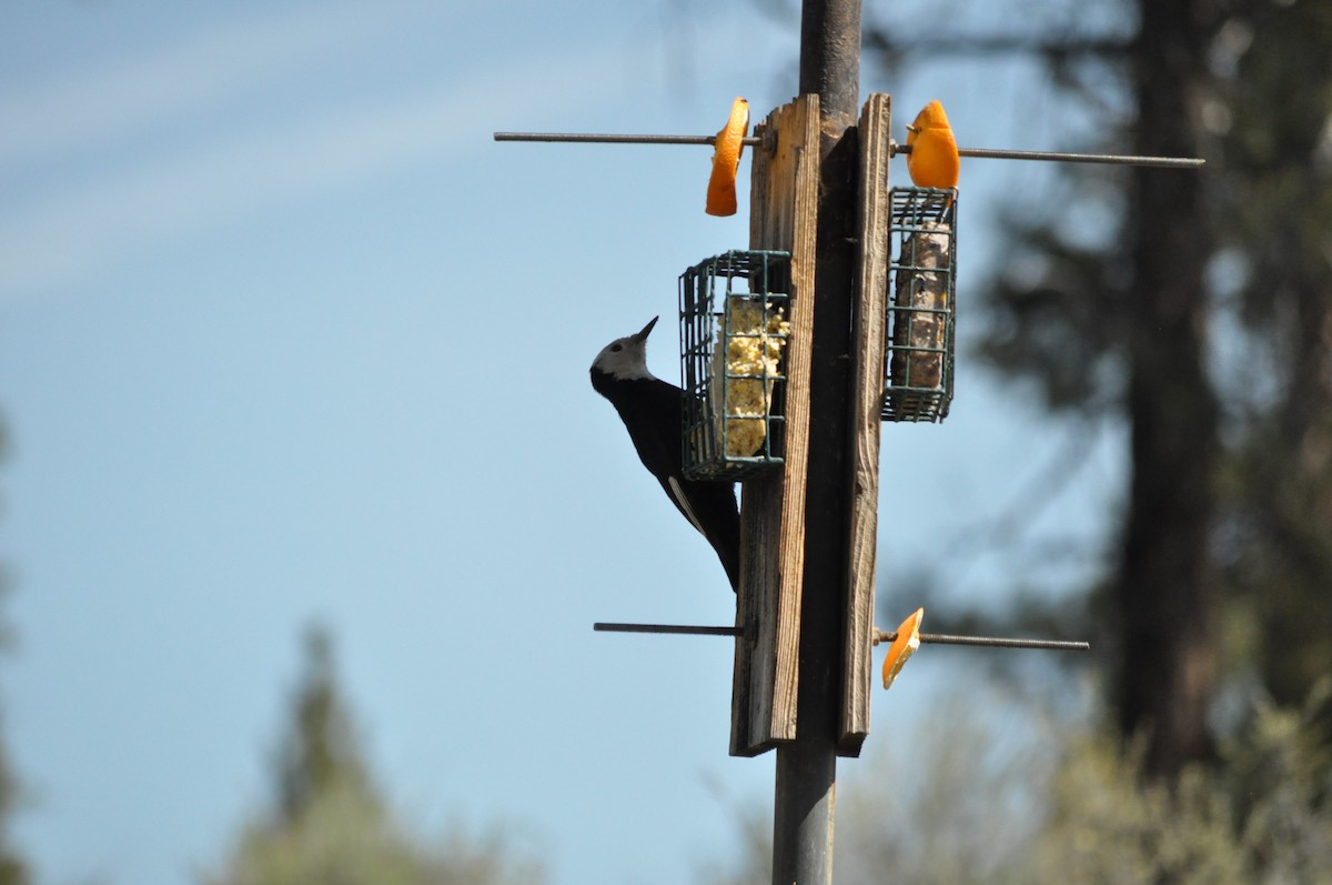 White-headed Woodpecker - ML619667511