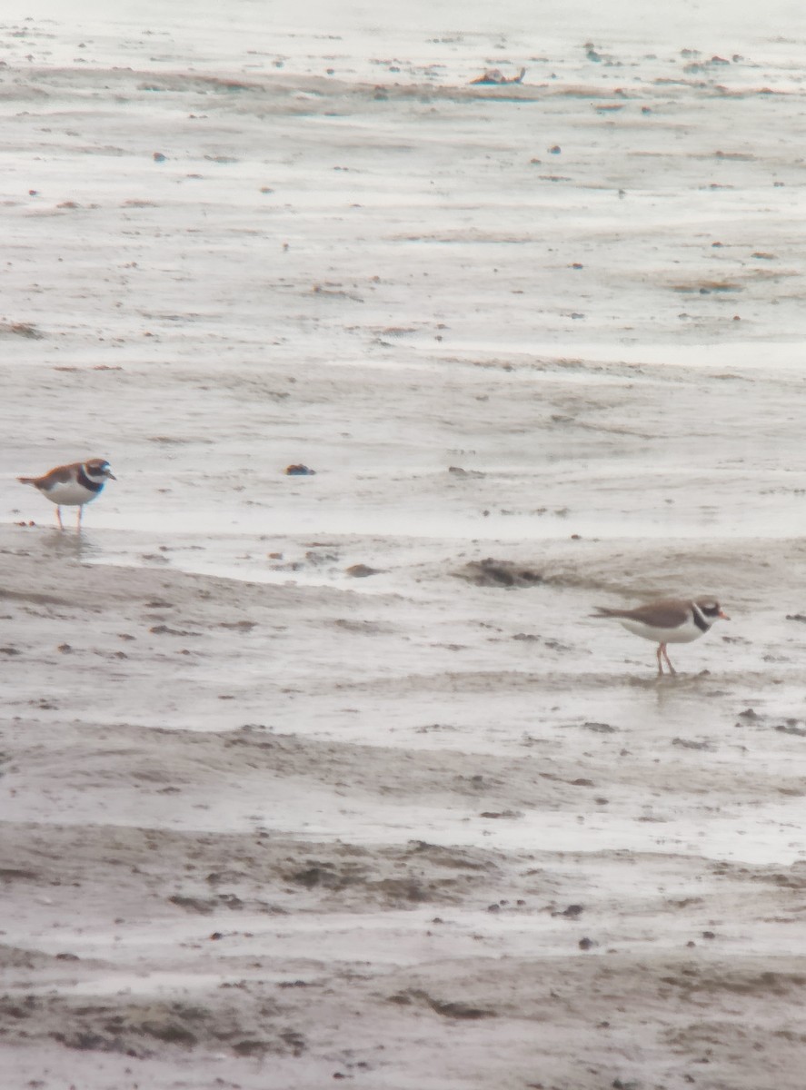 Common Ringed Plover - ML619667512