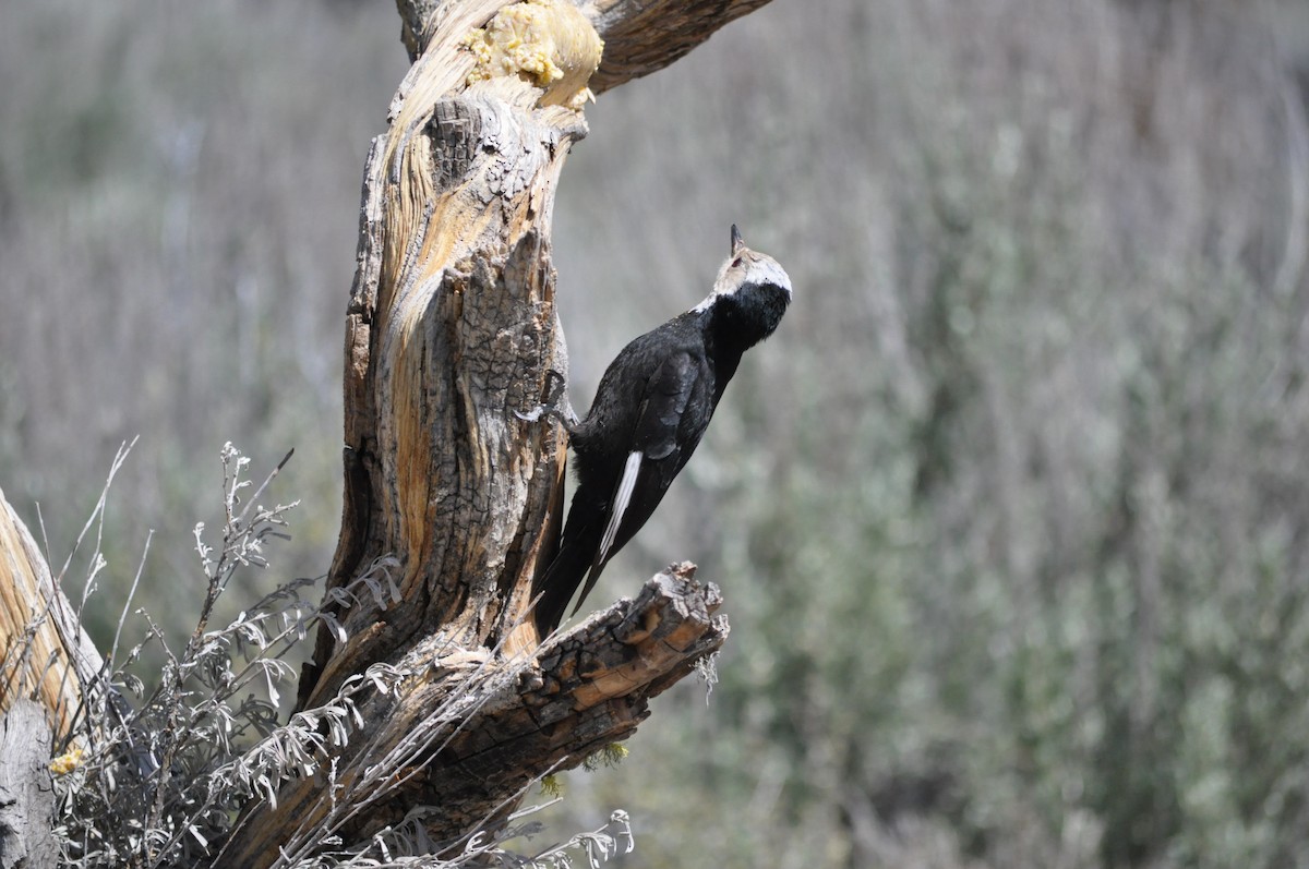 White-headed Woodpecker - ML619667515