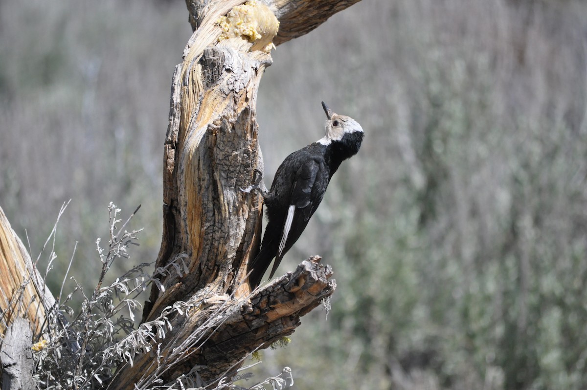 White-headed Woodpecker - ML619667517