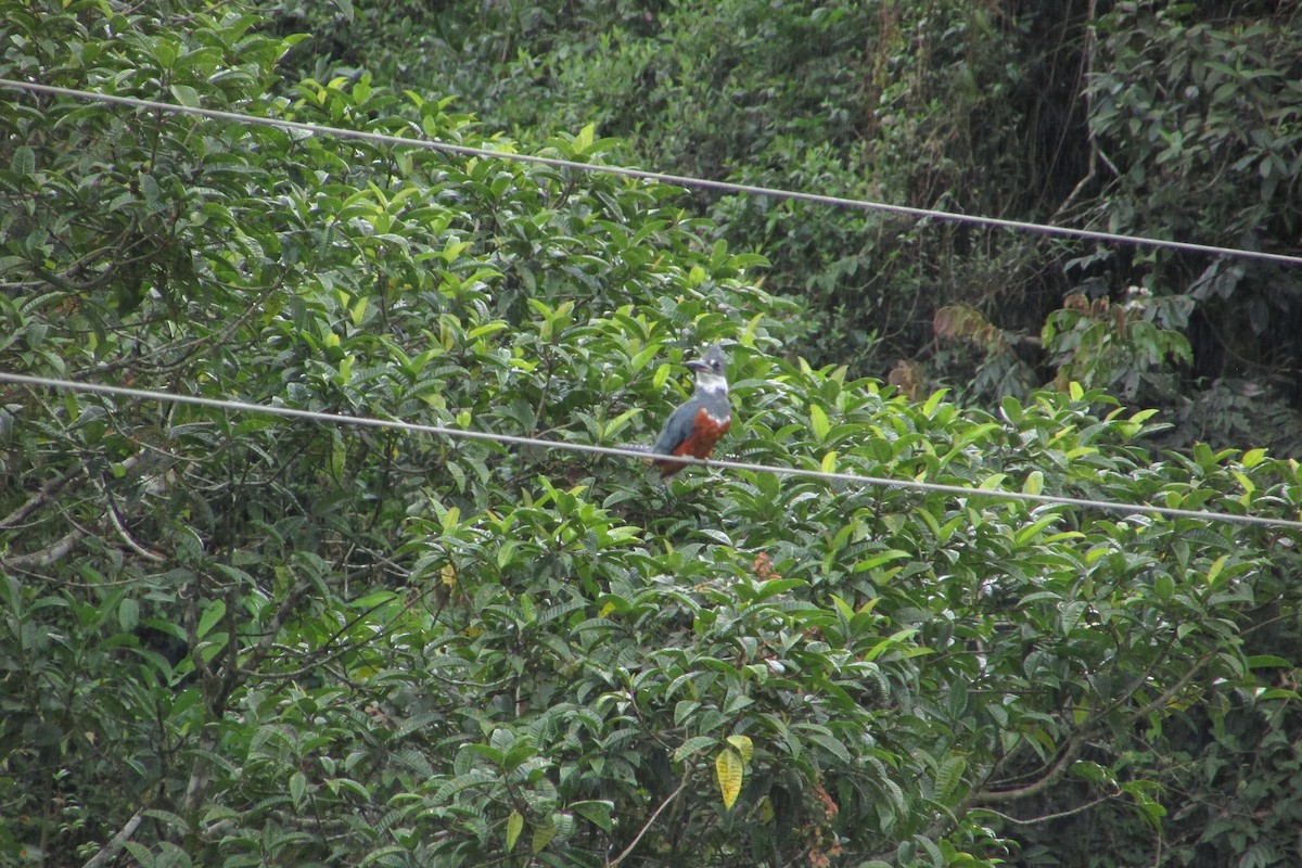 Ringed Kingfisher - ML619667519