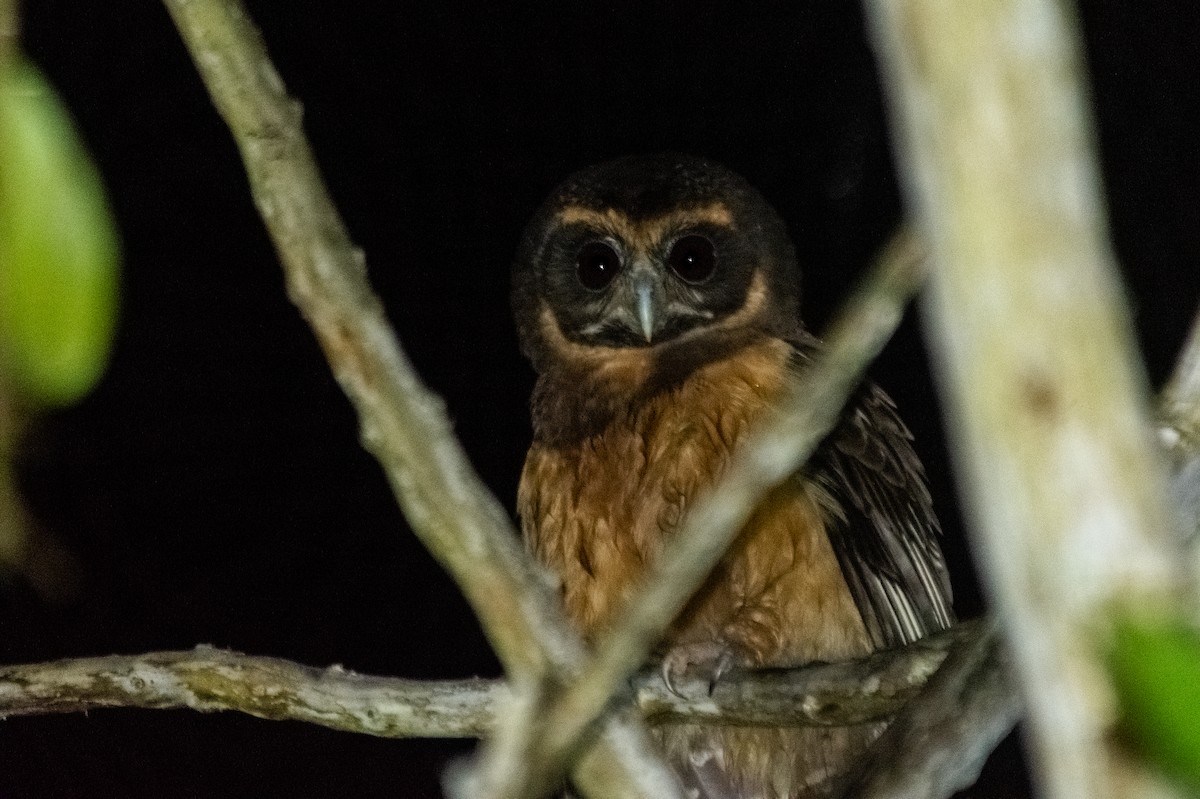 Tawny-browed Owl - Anderson  Sandro