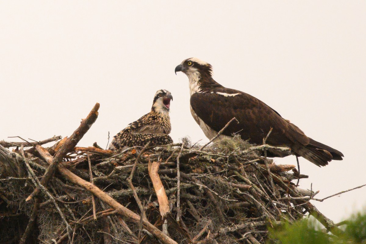 Osprey - Christine Kozlosky