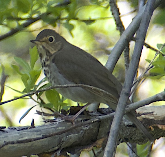 Swainson's Thrush - Dave Trochlell