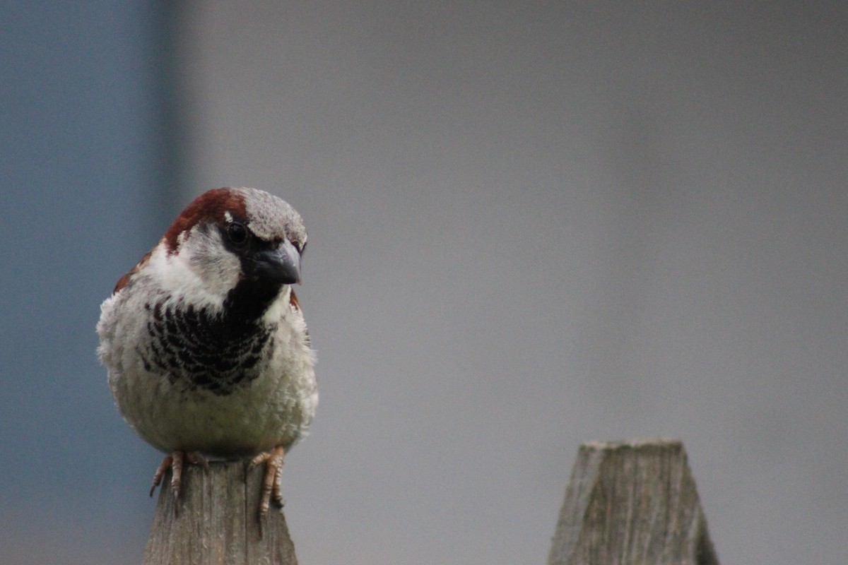 House Sparrow - niki banke