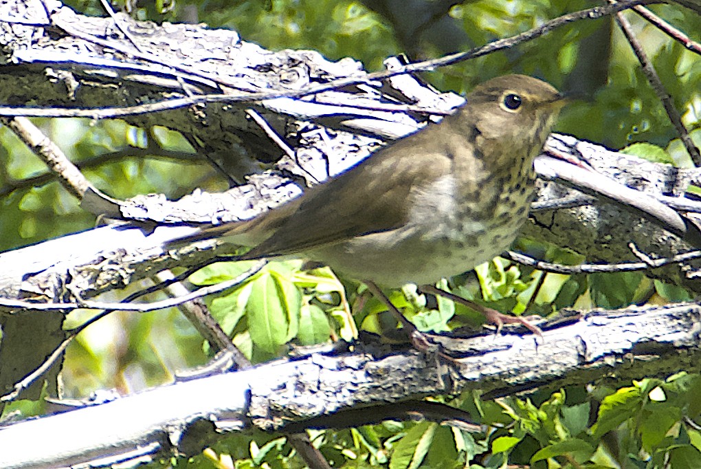 Swainson's Thrush - Dave Trochlell