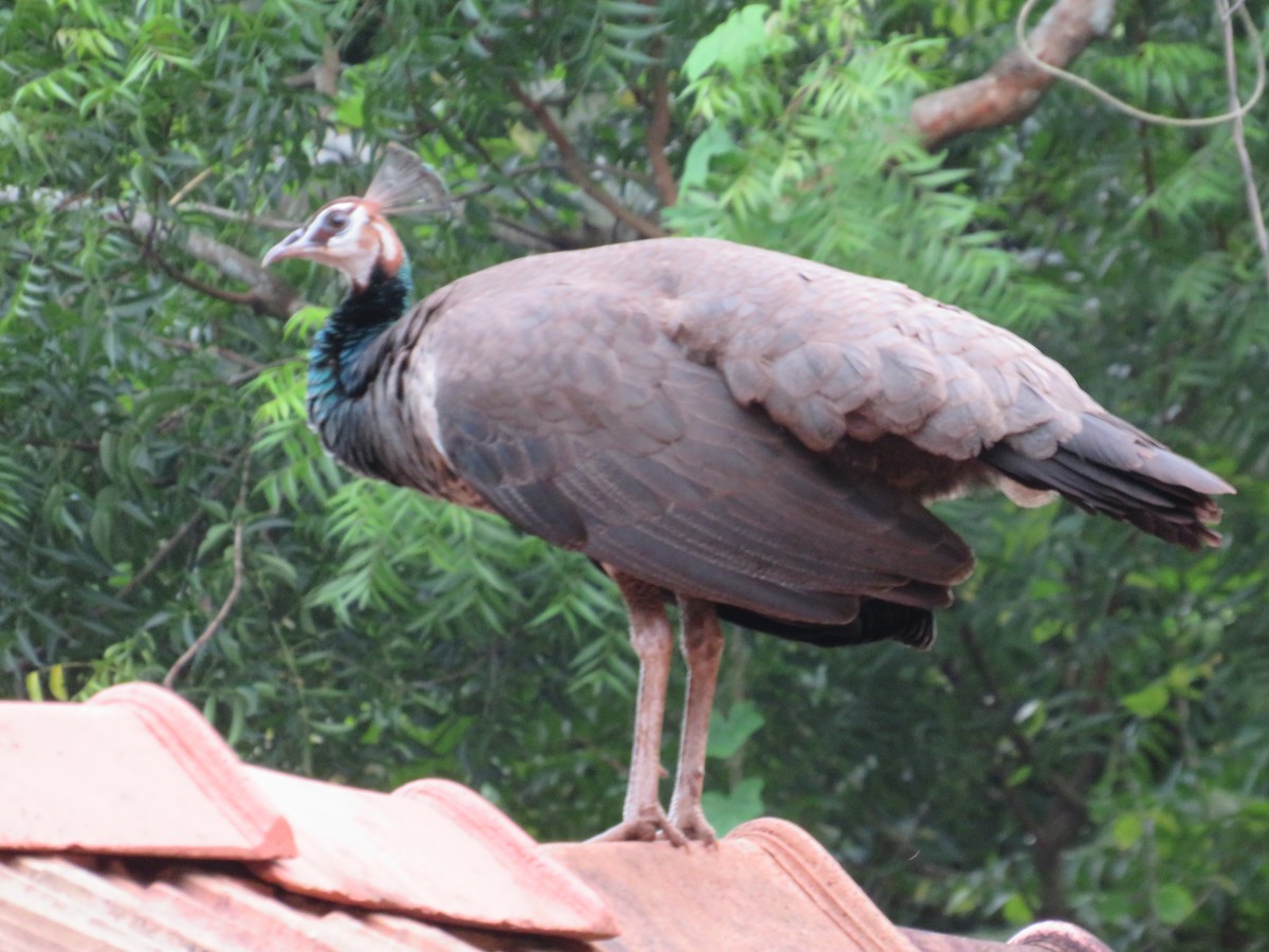 Indian Peafowl - ML619667567