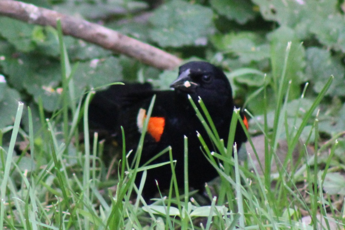 Red-winged Blackbird - niki banke