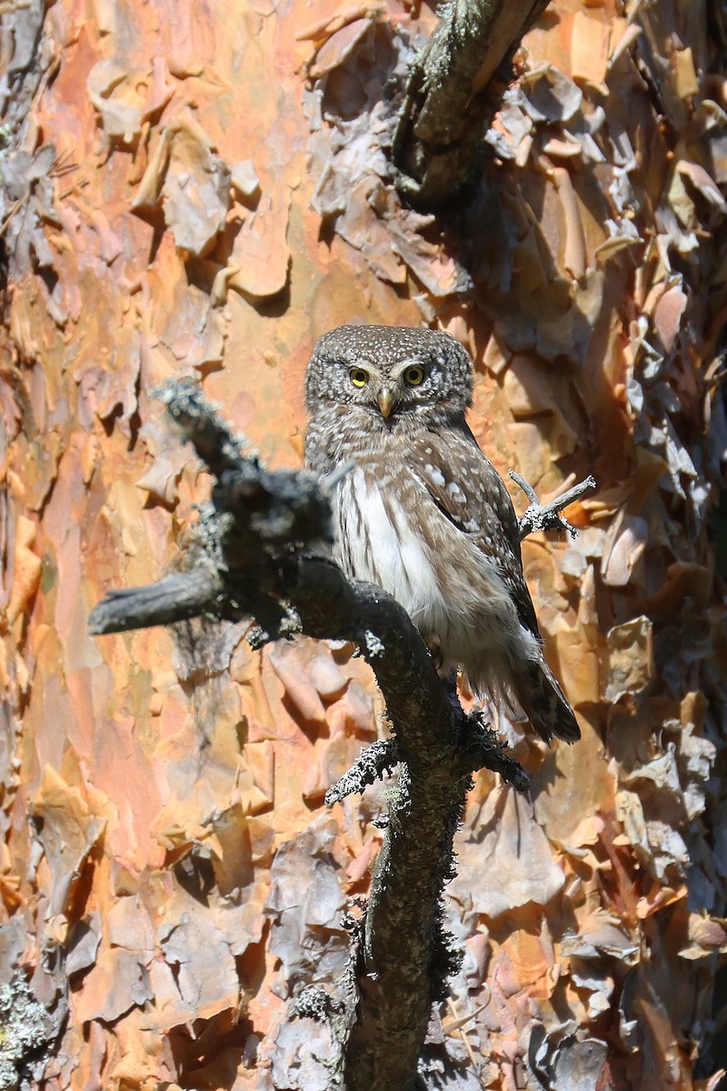 Eurasian Pygmy-Owl - Fabrice Schmitt