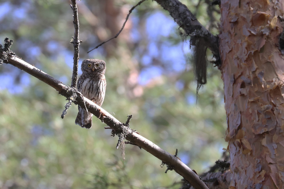 Eurasian Pygmy-Owl - Fabrice Schmitt