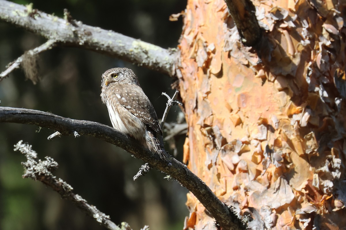 Eurasian Pygmy-Owl - Fabrice Schmitt