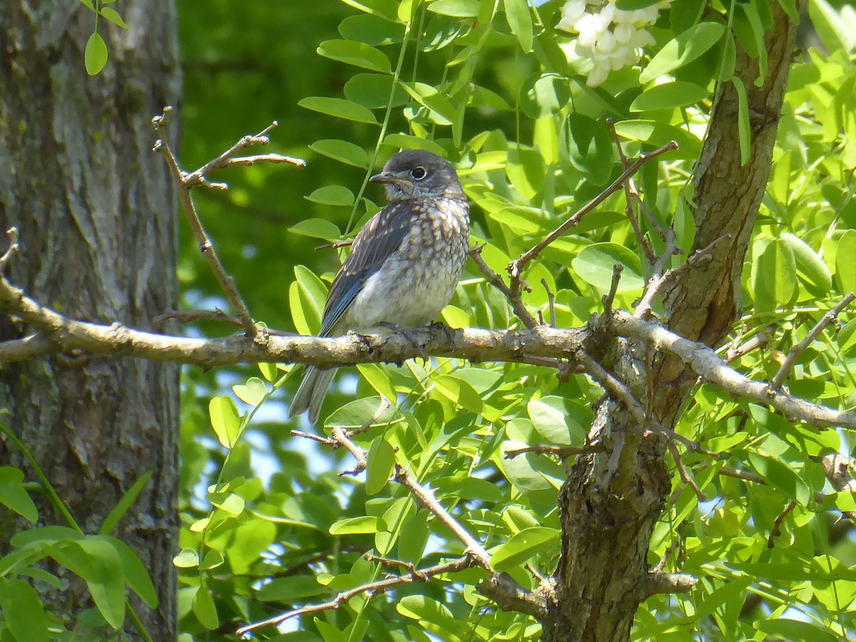 Eastern Bluebird - M. Jordan