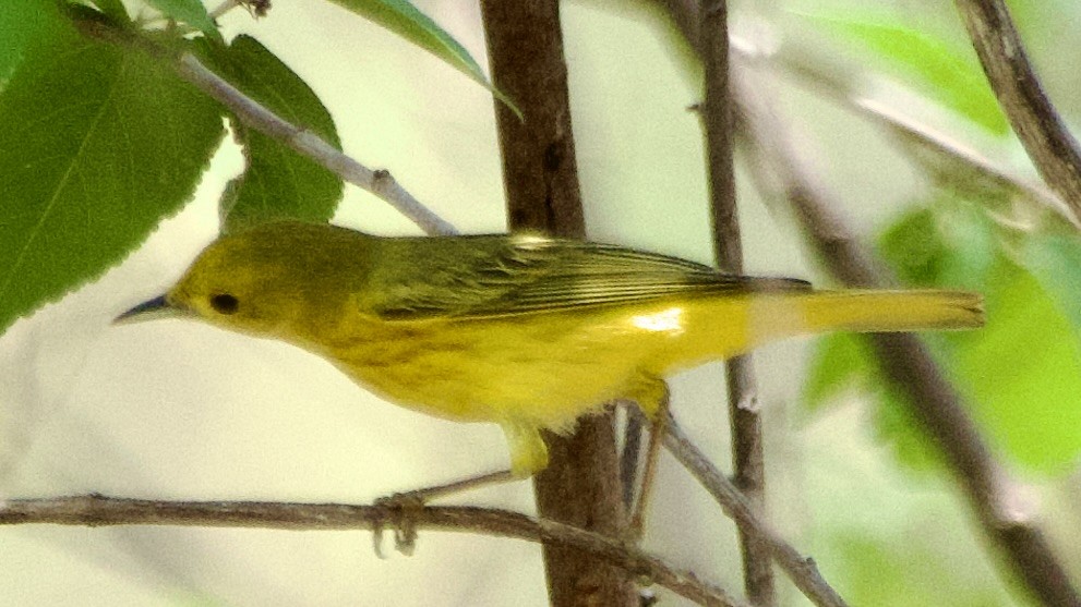 Yellow Warbler (Northern) - ML619667575