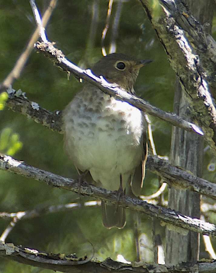 Swainson's Thrush - Dave Trochlell