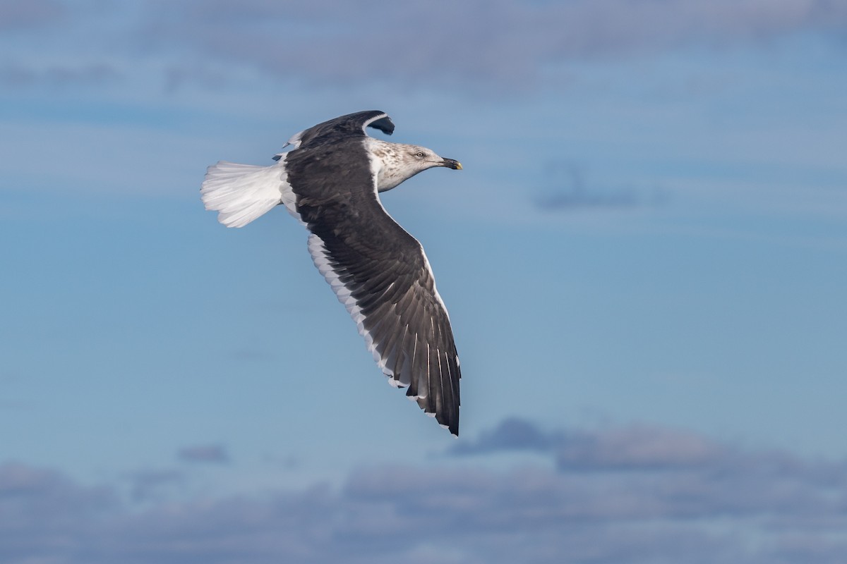 Gaviota Cocinera (dominicanus) - ML619667595