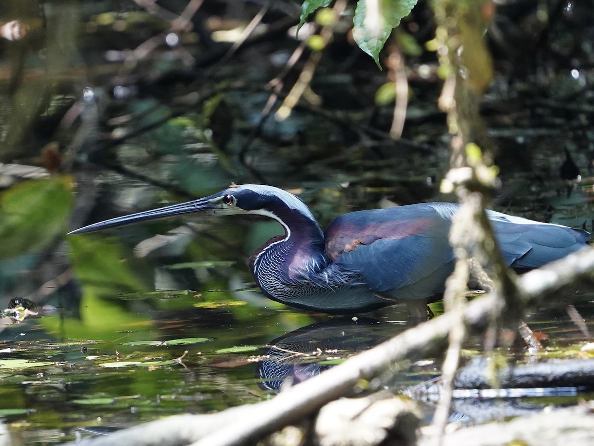 Agami Heron - Carlos Ulate