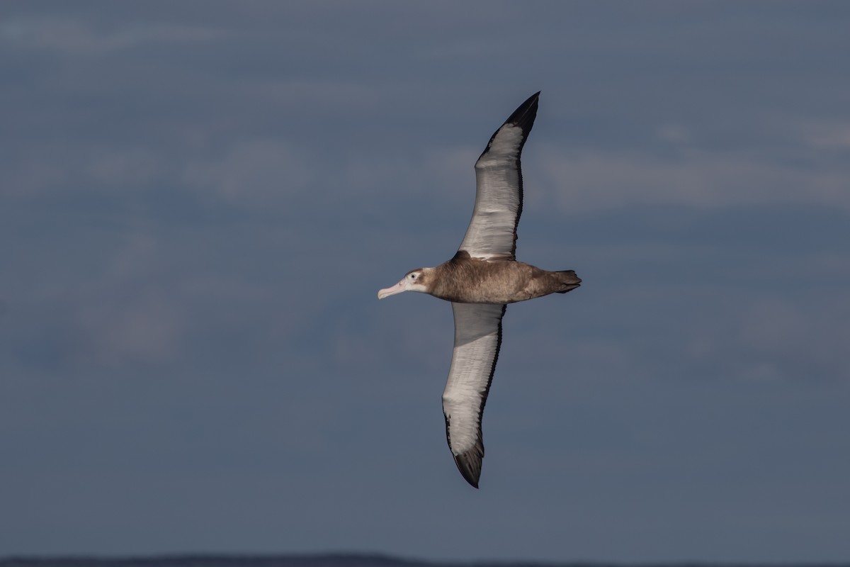 albatros stěhovavý - ML619667607