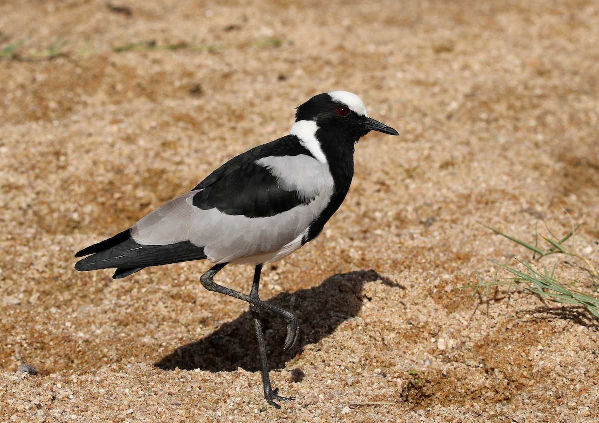 Blacksmith Lapwing - Paul Lenrumé