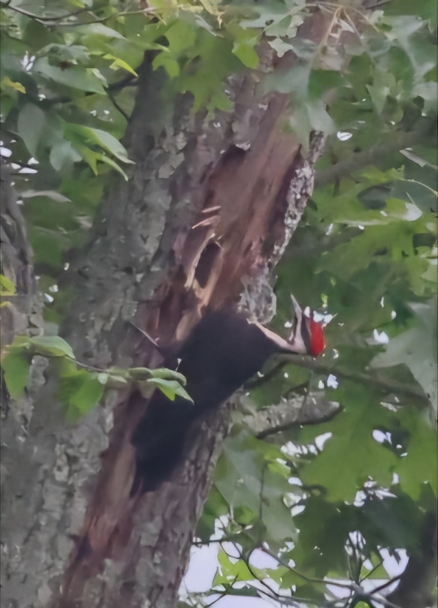 Pileated Woodpecker - David Funke