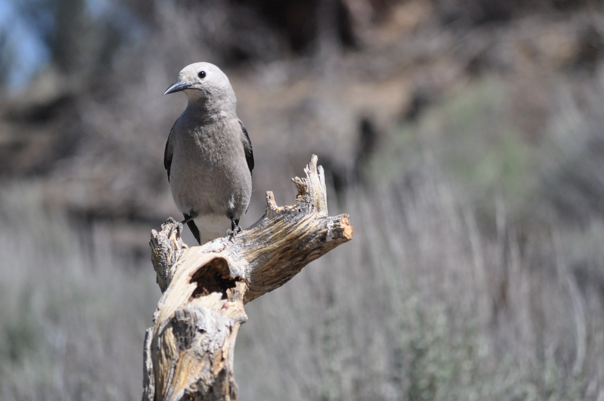 Clark's Nutcracker - Samuel Rodgers