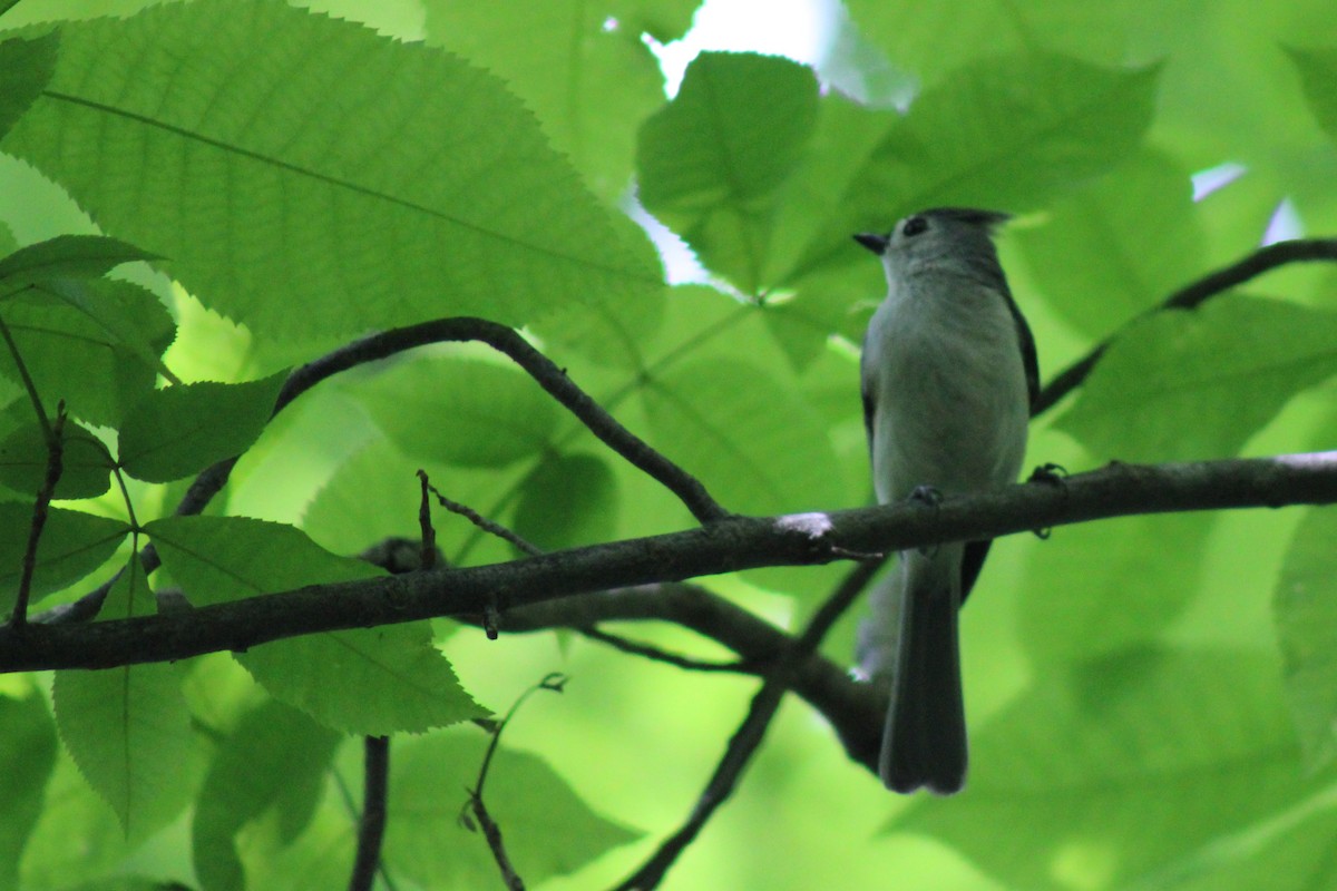 Tufted Titmouse - niki banke