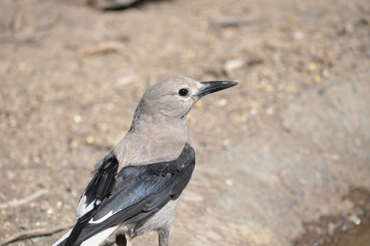 Clark's Nutcracker - Samuel Rodgers