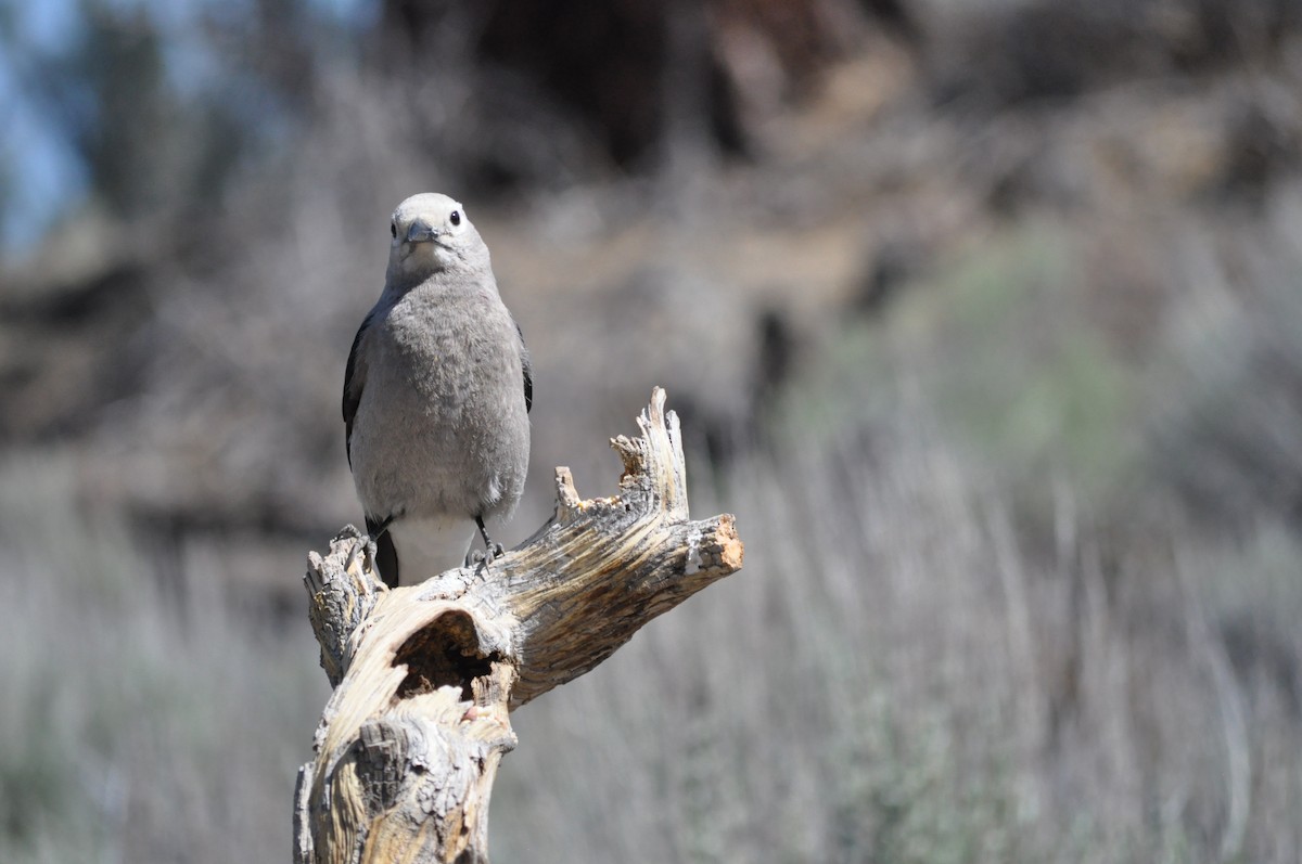 Clark's Nutcracker - Samuel Rodgers