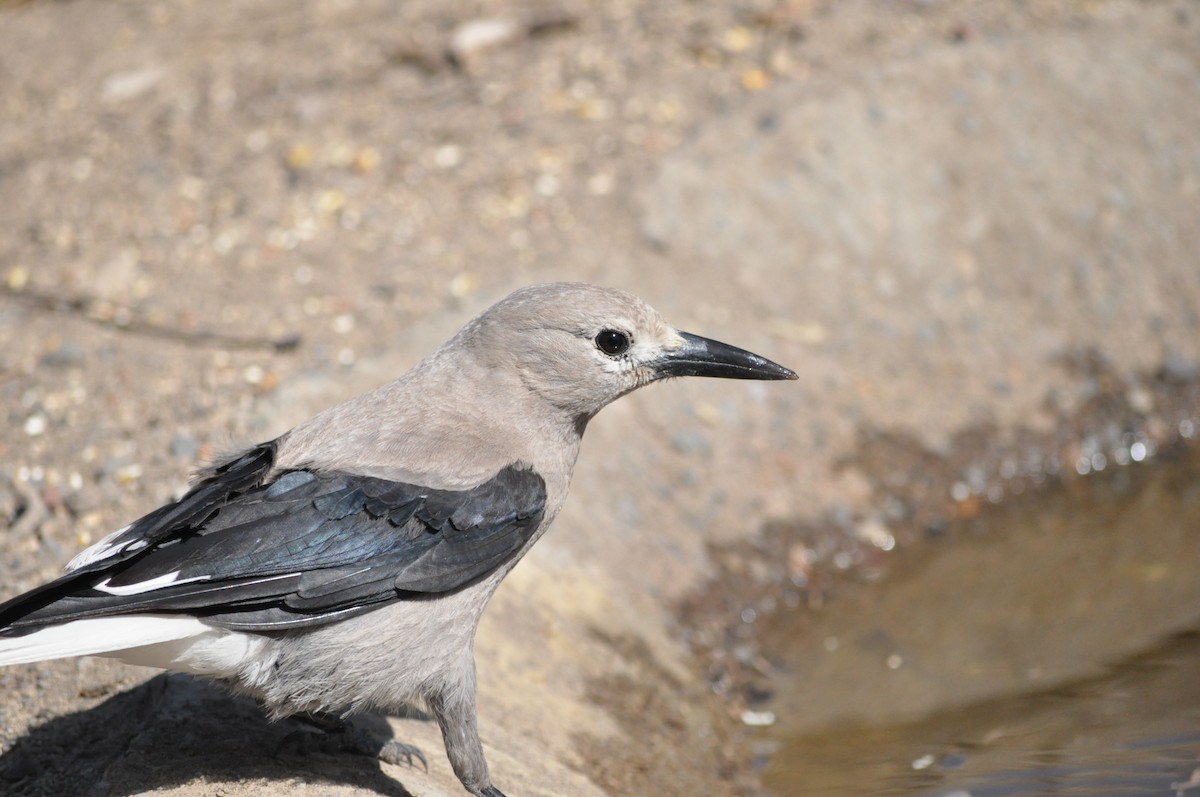 Clark's Nutcracker - ML619667639