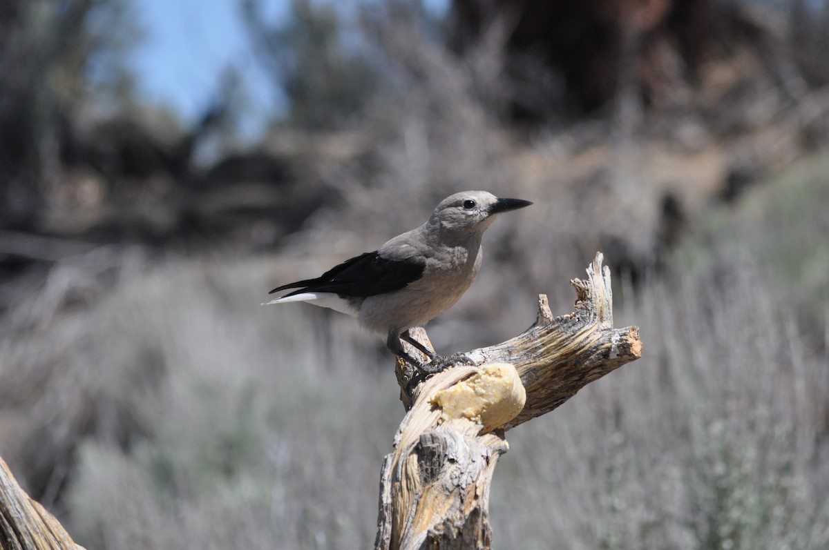 Clark's Nutcracker - Samuel Rodgers