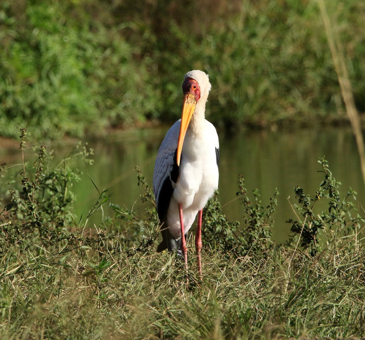 Yellow-billed Stork - Paul Lenrumé